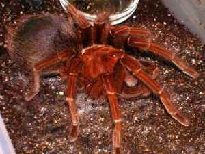 Theraphosa apophysis